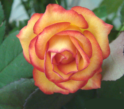 

Futaba Rose Seed(100 per packet)