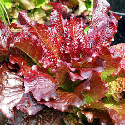 

National Gardens Cimmaron Red Lettuce Seeds by National Gardens Seed(300 per packet)