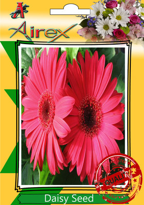 

Airex Daisy Winter Flower Seeds (pack of 25 seeds) each Seed(25 per packet)