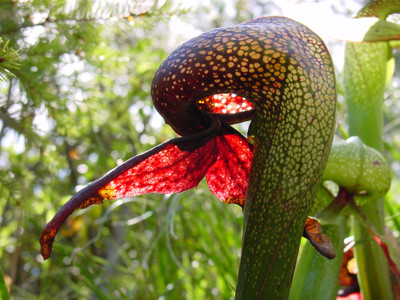 Nooelec India Cobra Lily Darlingtonia californica Seed(15 per packet)