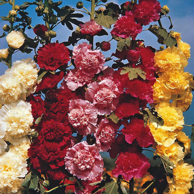 SaaHeli Flower Seed Seed(10 per packet)