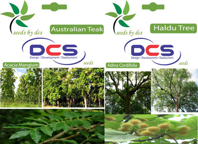 

DCS Australian Teak & Haldu Tree Seed(2 per packet)