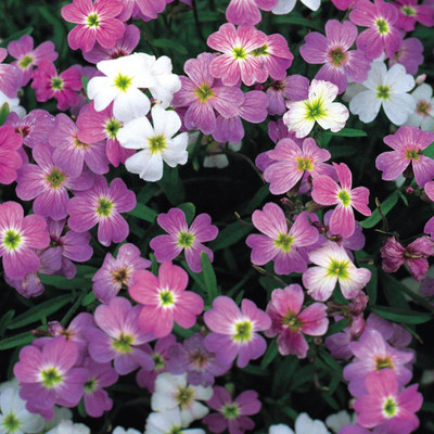 

National Gardens Virginia Stock Flower Seeds by National Gardens Seed(100 per packet)