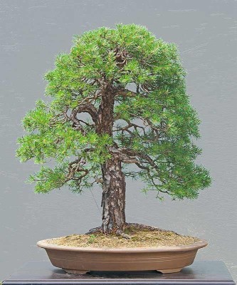 NATIONAL GARDENS Scots Pine Bonsai Seeds by National Gardens Seed(5 per packet)