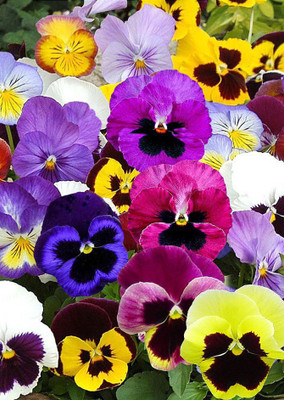 

Real Seed Pansy Seed(40 per packet)