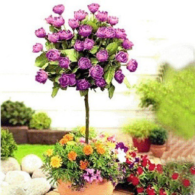 

priyathams Bonsai rare rose tree seeds Chinese rose , color bonsai tree roses , plant Seed(5 per packet)