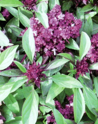 

Raunak Seeds Basil Seed(50 per packet)