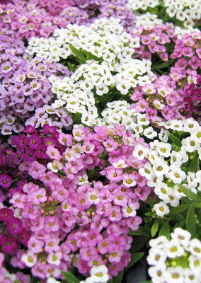 

Real Seed Alyssum Hybrid Imported Flower Seeds Seed(100 per packet)