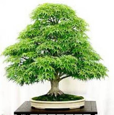 

ROSEMERC maple Seed(10 per packet)