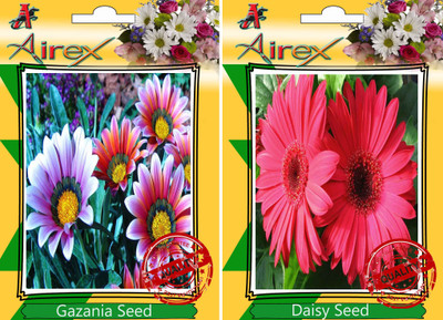 

Airex Gazania, Daisy Seed(25 per packet)