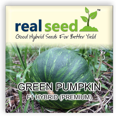 

Real Seed Green Pumpkin F1 Hybrid Imported Seed(20 per packet)