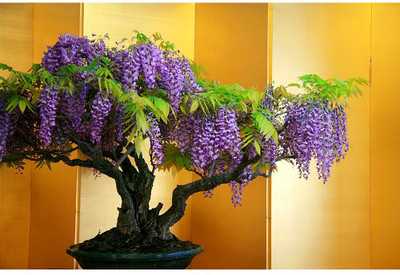 

Rainbow Spring Seeds Bonsai Wisteria Tree Seed(10 per packet)