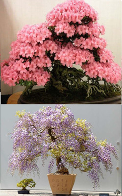 

Rainbow Spring Seeds Bonsai Japanese Sakura Cherry Blossom And Wisteria Tree Seed(10 per packet)
