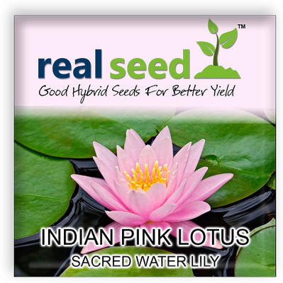 

Real Seed Water Lily Seed(10 per packet)