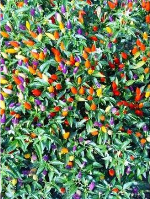

natural live Exotic flower seed Seed(100 per packet)