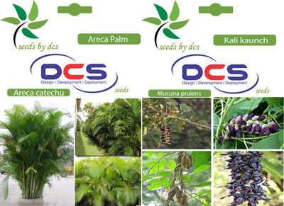 

DCS Areca Palm and Kali Kaunch Seed(10 per packet)