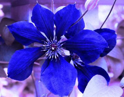 Nooelec India INDIGO FLOWER Seed(20 per packet)