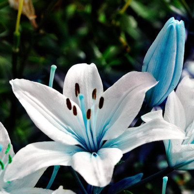 

Futaba Blue Heart lily Seed(50 per packet)