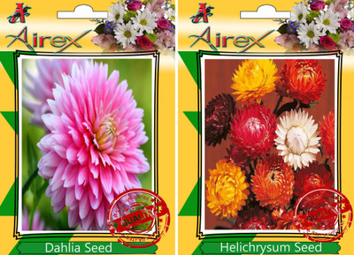 Airex Dahlia, Helichrysum Mixed Seed(25 per packet)