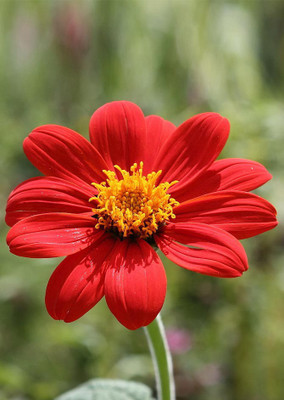 

Real Seed Tithonia Seed(10 per packet)