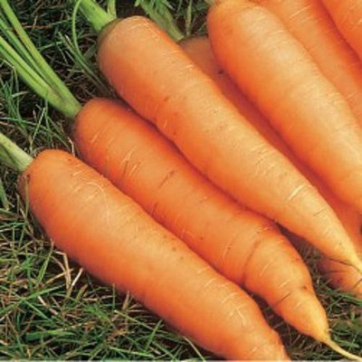

Seedbazaar Carrot Seed(50 per packet)
