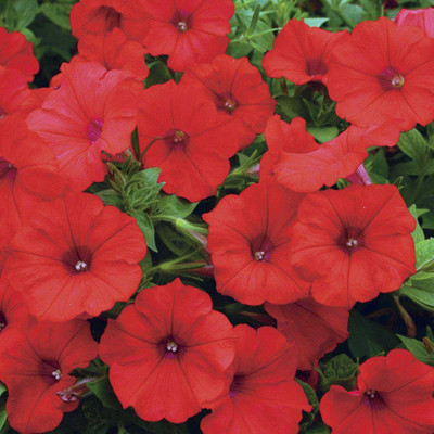 

Biocarve Petunia N C Scarlet Red Seed(200 per packet)