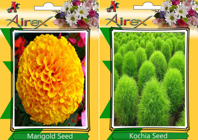 

Airex Marigold, Kochia Seed(20 per packet)