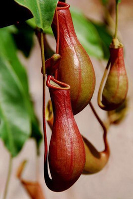 

National Gardens Pitcher Plant Seeds - Nepenthes by National Gardens Seed(10 per packet)