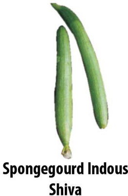 

Indous Agriseeds Spong gourd seeds Seed(500 per packet)