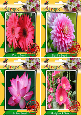 

Airex Daisy, Dahlia, Lotus, Hollyhock Seed(20 per packet)