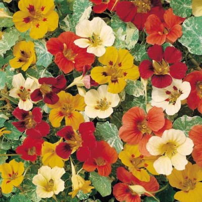 Nooelec India Nasturtium Italian Mix Seed(20 per packet)