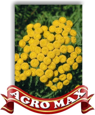 

Agro Max MATRICARIA YELLOW Seed(50 per packet)