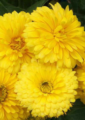

Real Seed Calendula Yellow Hybrid Imported Flower Seeds Seed(20 per packet)