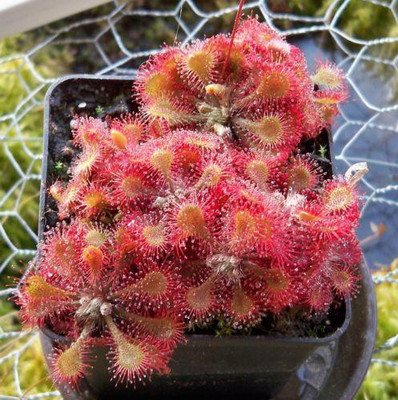 

National Gardens Sundew Seeds - Drosera tokaiensis by National Gardens Seed(5 per packet)