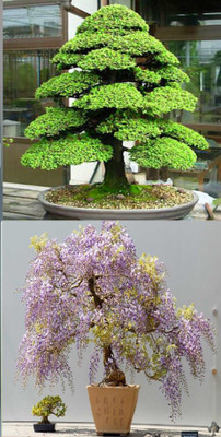 

Rainbow Spring Seeds Bonsai Japanese Cedar Semillas And Wisteria Tree Seed(10 per packet)