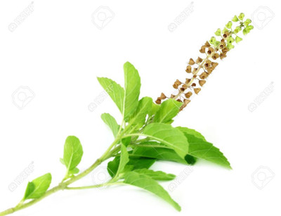

Imago Shyam Tulsi Seed(50 per packet)