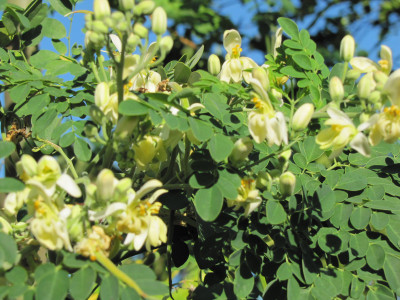 

Seedlings India Moringa Hybrid Seed(15 per packet)