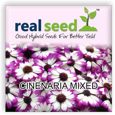 

Real Seed Cinenaria Seed(80 per packet)