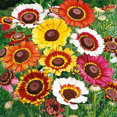 

Biocarve Chrysanthemum carinatum Seed(200 per packet)