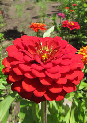 

Real Seed Zinnia Red Seed(20 per packet)