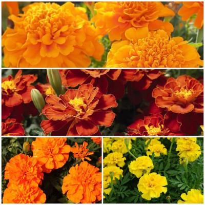 

Biocarve French Marigold Flower kit Seed(4 per packet)