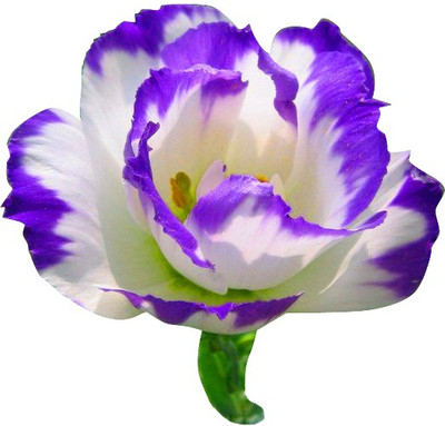 

Futaba Purple Eustoma Seeds Seed(100 per packet)