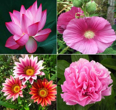 

Airex Lotus, Hollyhock, Gazania, Carnation Seed(25 per packet)