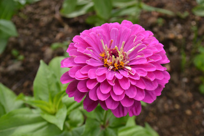 

Farm Seeds Zinnia Purple Seed(100 per packet)