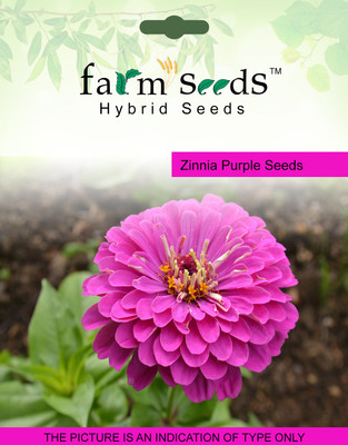 

FARM SEEDS Zinnia Purple Seed(100 per packet)
