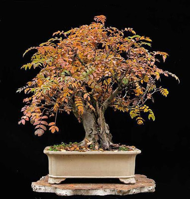 

National Gardens European Mountain Ash Bonsai Seeds by National Gardens Seed(5 per packet)