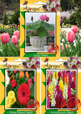 

Airex Lotus, Daisy Mixed, Antirrhinum Seed(25 per packet)