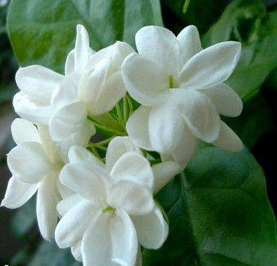 

Futaba Jasmine Seed(100 per packet)
