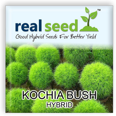 

Real Seed Kochia Bush Hybrid Seeds Seed(50 per packet)