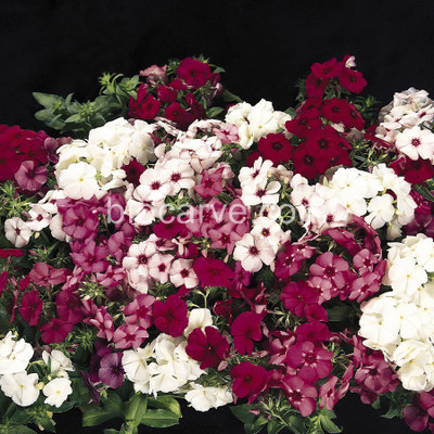 

Biocarve Phlox Promise Mix Seed(50 Per Packet)